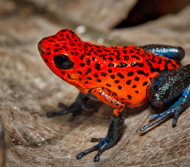 Rana Venenosa Azul Y Roja (Oophaga pumilio)