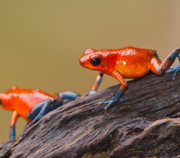 Rana Venenosa Azul Y Roja (Oophaga pumilio)