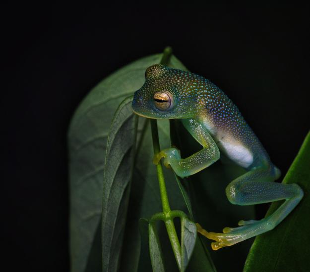 Rana de Vidrio Granulosa (Cochranella granulosa)