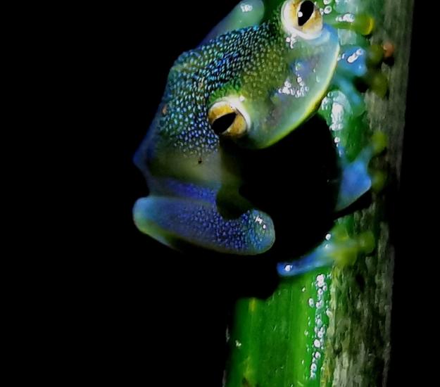 Rana de Vidrio Granulosa (Cochranella granulosa)