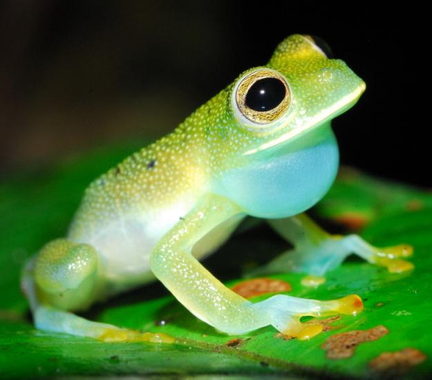 Ranita de Cristal Norteña (Hyalinobatrachium fleischmanni)