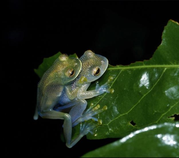 Rana de Vidrio Granulosa (Cochranella granulosa)