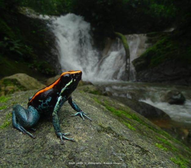 Rana Venenosa de Golfo Dulce (Phyllobates vittatus)
