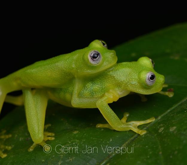 Hyalinobatrachium dianae