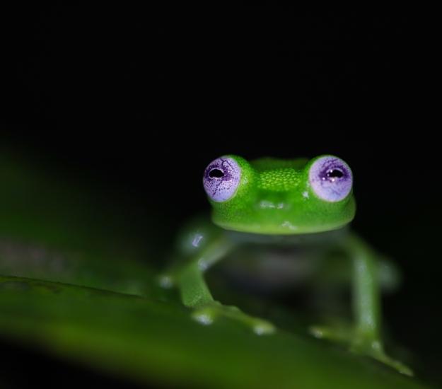 Hyalinobatrachium dianae