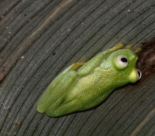 Hyalinobatrachium dianae