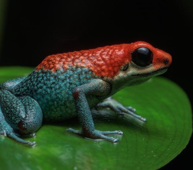 Rana Venenosa Granulada (Oophaga granulifera)