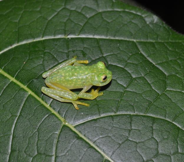 Ranita de Cristal Norteña (Hyalinobatrachium fleischmanni)