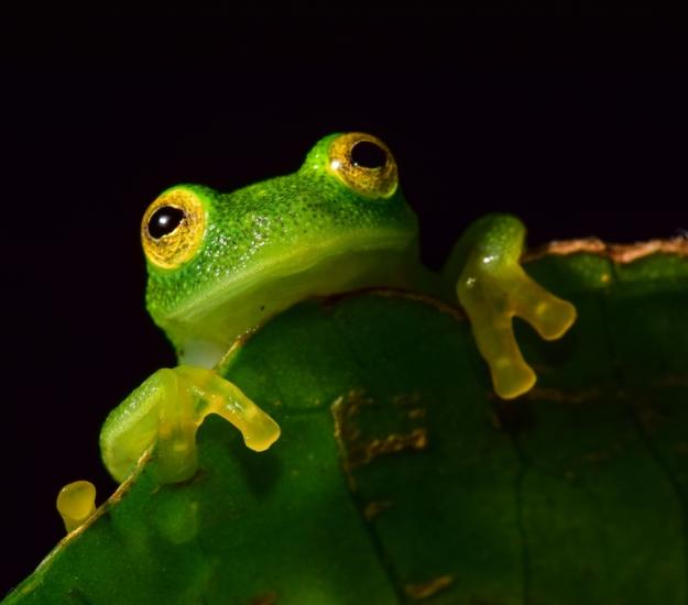 Ranita de Cristal Norteña (Hyalinobatrachium fleischmanni)