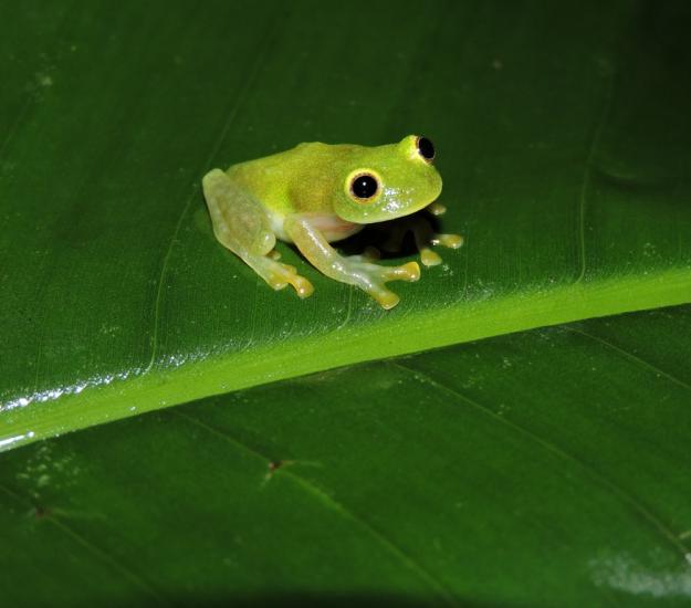 Ranita de Cristal Norteña (Hyalinobatrachium fleischmanni)