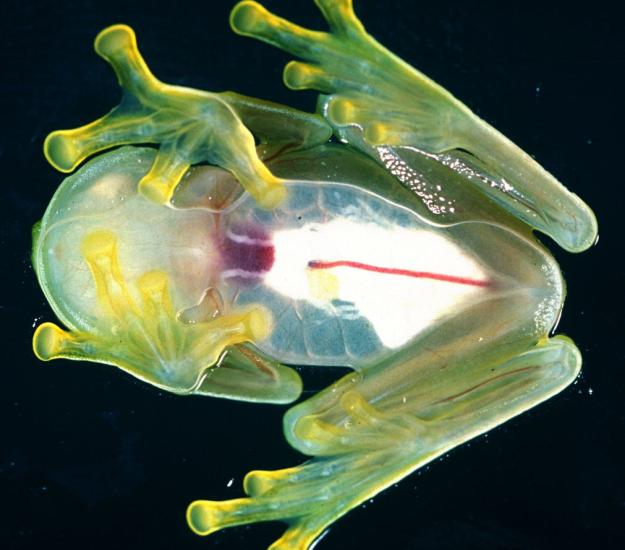 Ranita de Cristal Norteña (Hyalinobatrachium fleischmanni)