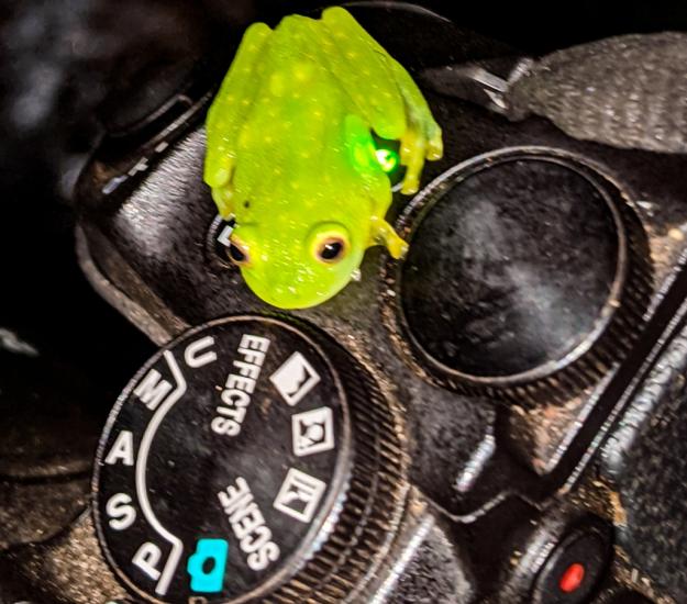 Ranita de Cristal Norteña (Hyalinobatrachium fleischmanni)