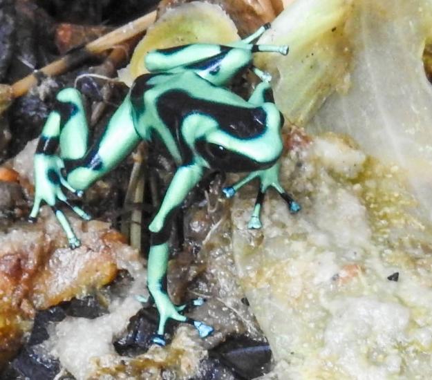 Rana Venenosa Verdinegra (Dendrobates auratus)