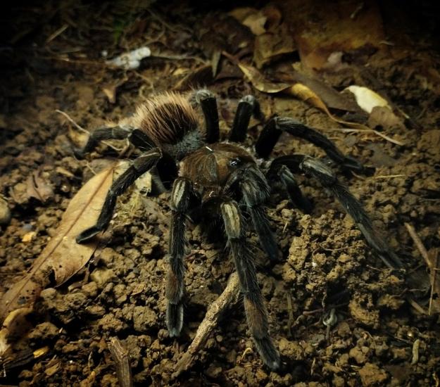 Sericopelma melanotarsum