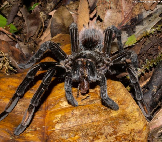 Sericopelma melanotarsum