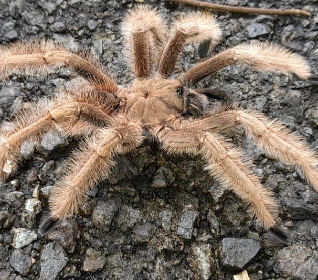 Sericopelma melanotarsum