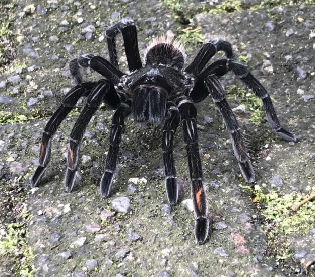 Sericopelma melanotarsum