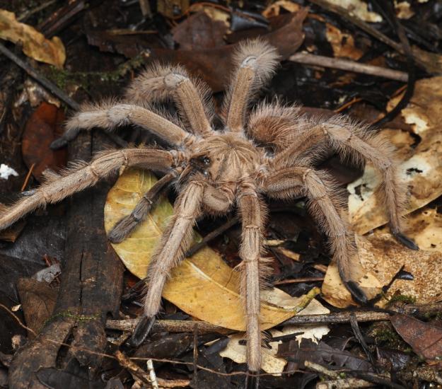 Sericopelma melanotarsum