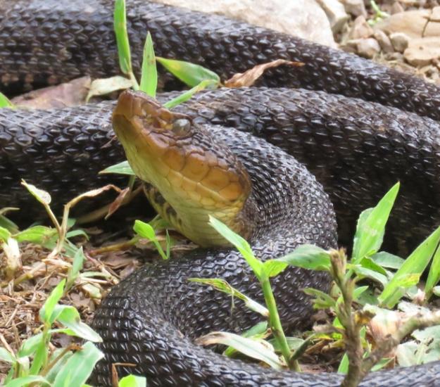 Terciopelo (Bothrops asper)