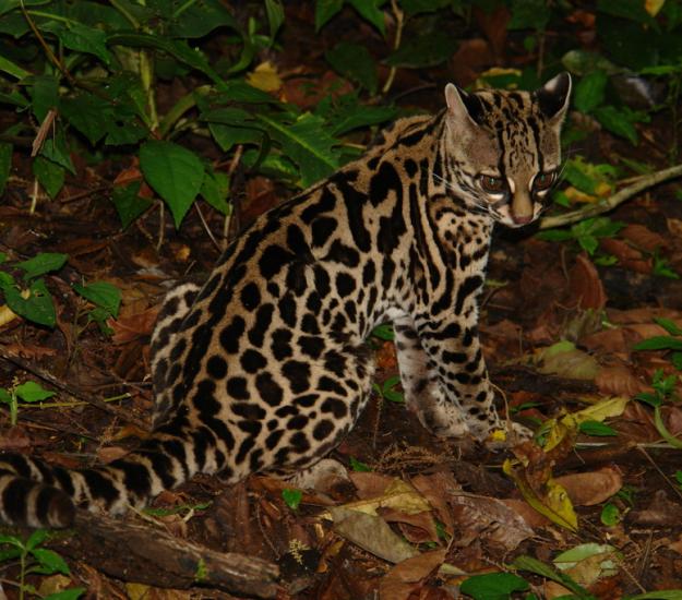 Tigrillo (Leopardus wiedii)