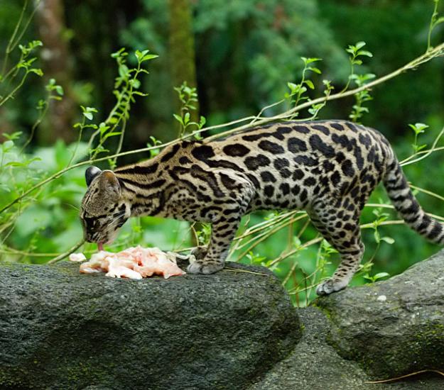 Tigrillo (Leopardus wiedii)