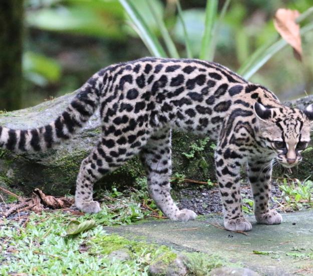 Tigrillo (Leopardus wiedii)