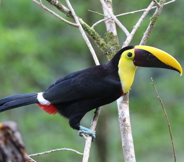 Ramphastos ambiguus ssp. swainsonii