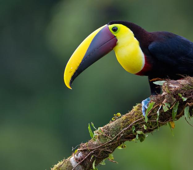 Ramphastos ambiguus ssp. swainsonii