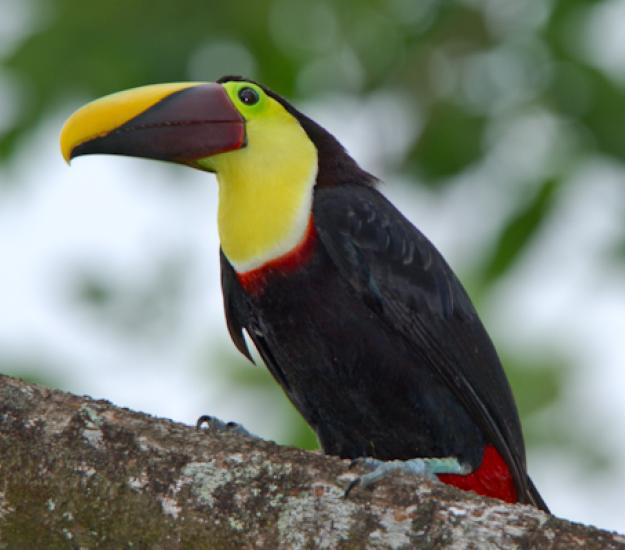 Ramphastos ambiguus ssp. swainsonii