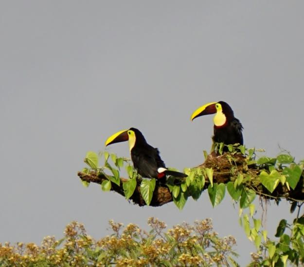 Ramphastos ambiguus ssp. swainsonii