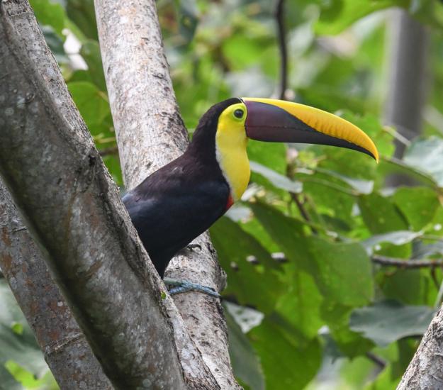 Ramphastos ambiguus ssp. swainsonii