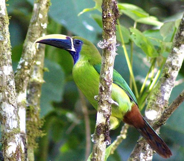 Tucancillo Verde (Aulacorhynchus prasinus)