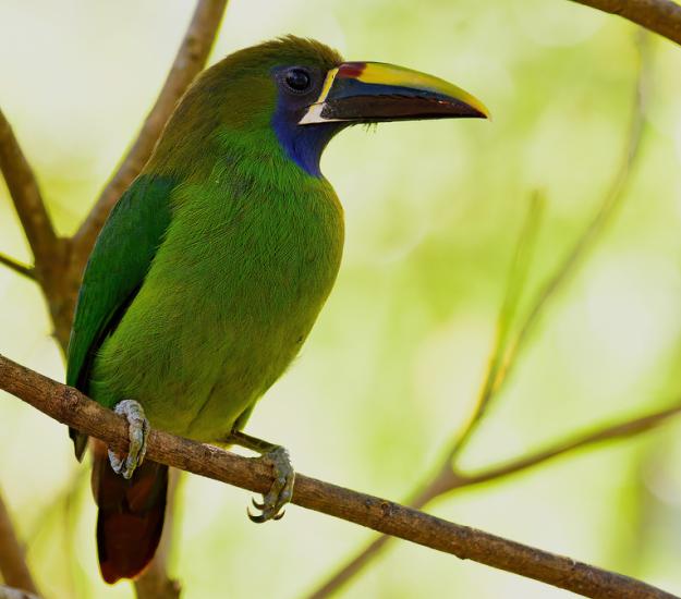 Tucancillo Verde (Aulacorhynchus prasinus)