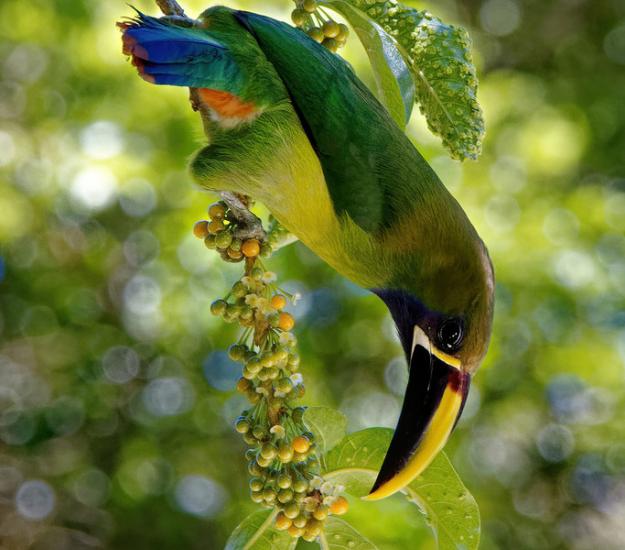Tucancillo Verde (Aulacorhynchus prasinus)