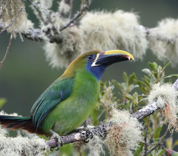 Tucancillo Verde (Aulacorhynchus prasinus)