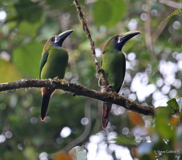Tucancillo Verde (Aulacorhynchus prasinus)