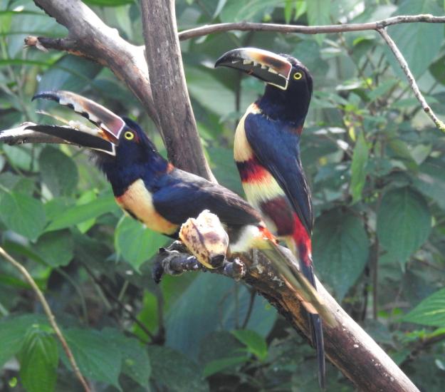 Tucancillo Collarejo (Pteroglossus torquatus)