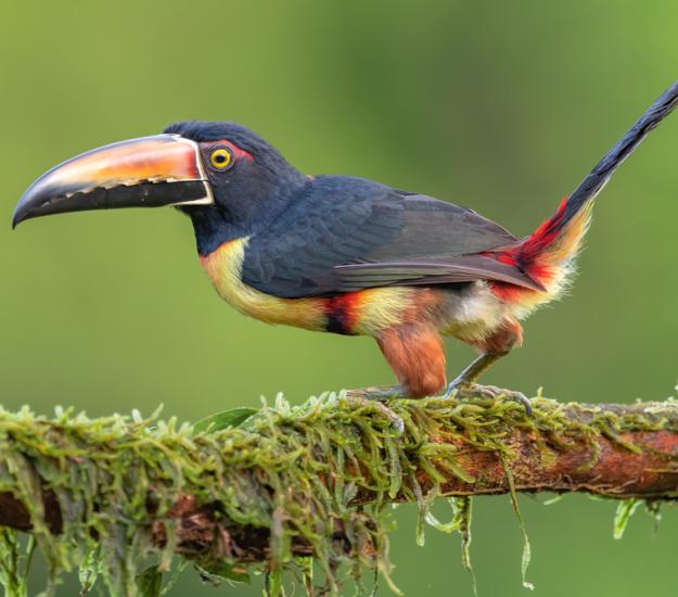 Tucancillo Collarejo (Pteroglossus torquatus)