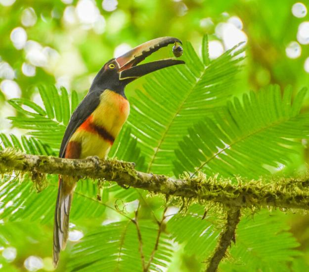 Tucancillo Collarejo (Pteroglossus torquatus)