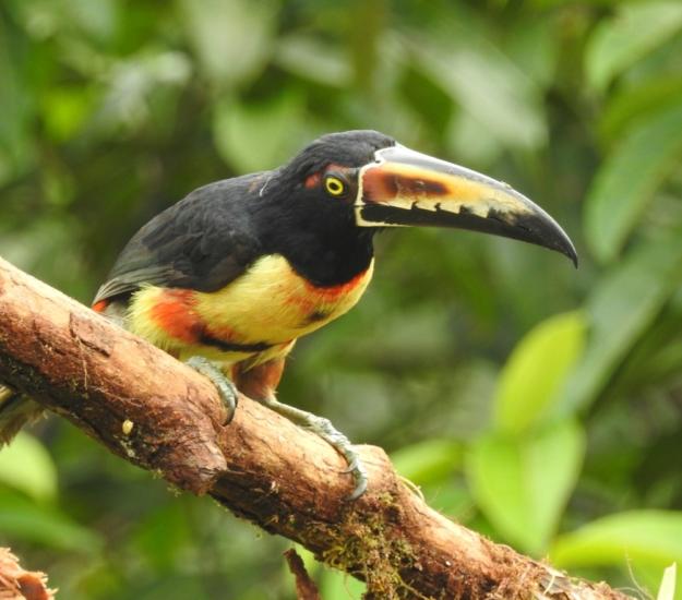 Tucancillo Collarejo (Pteroglossus torquatus)