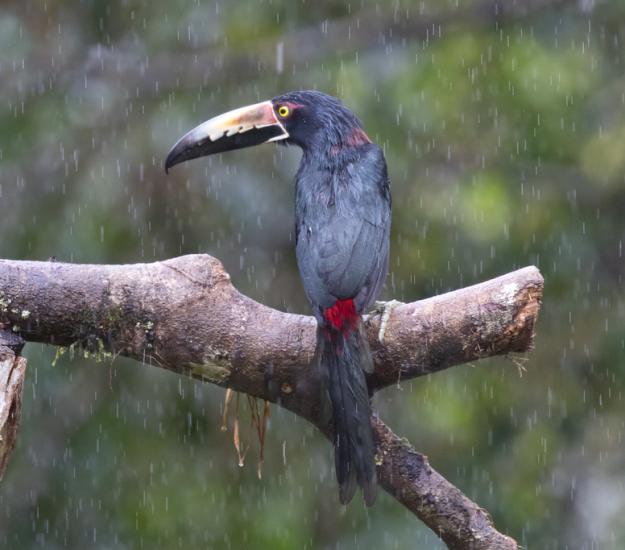 Tucancillo Collarejo (Pteroglossus torquatus)