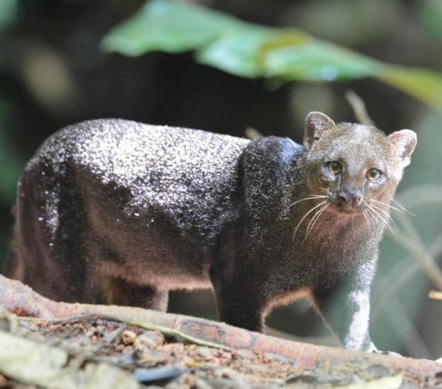 Yaguarundí (Herpailurus yagouaroundi)