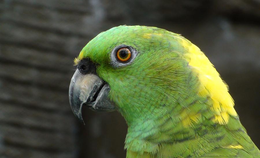 Lora nuca amarilla de perfil