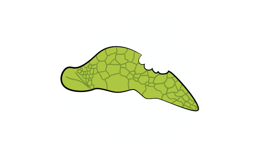 Ilustración aleta de tortuga lastimada