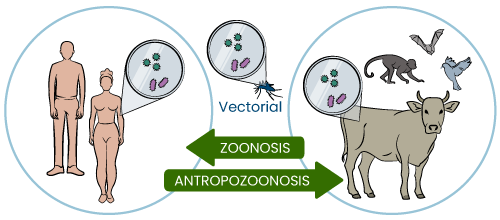 esquema zoonosis y antropozoonosis