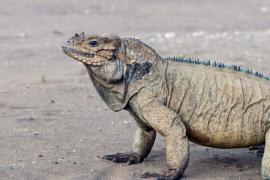 Foto 186120166, (c) Franklin Howley-Dumit Serulle, algunos derechos reservados (CC BY-NC), subido por Franklin Howley-Dumit Serulle