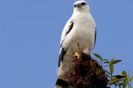 Aguililla Blanca (Pseudastur albicollis)