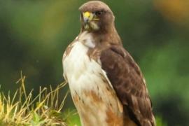 Aguililla Cola Roja (Buteo jamaicensis)