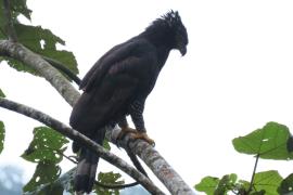 Águila Tirana (Spizaetus tyrannus)