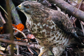 Aguililla Alas Anchas (Buteo platypterus)